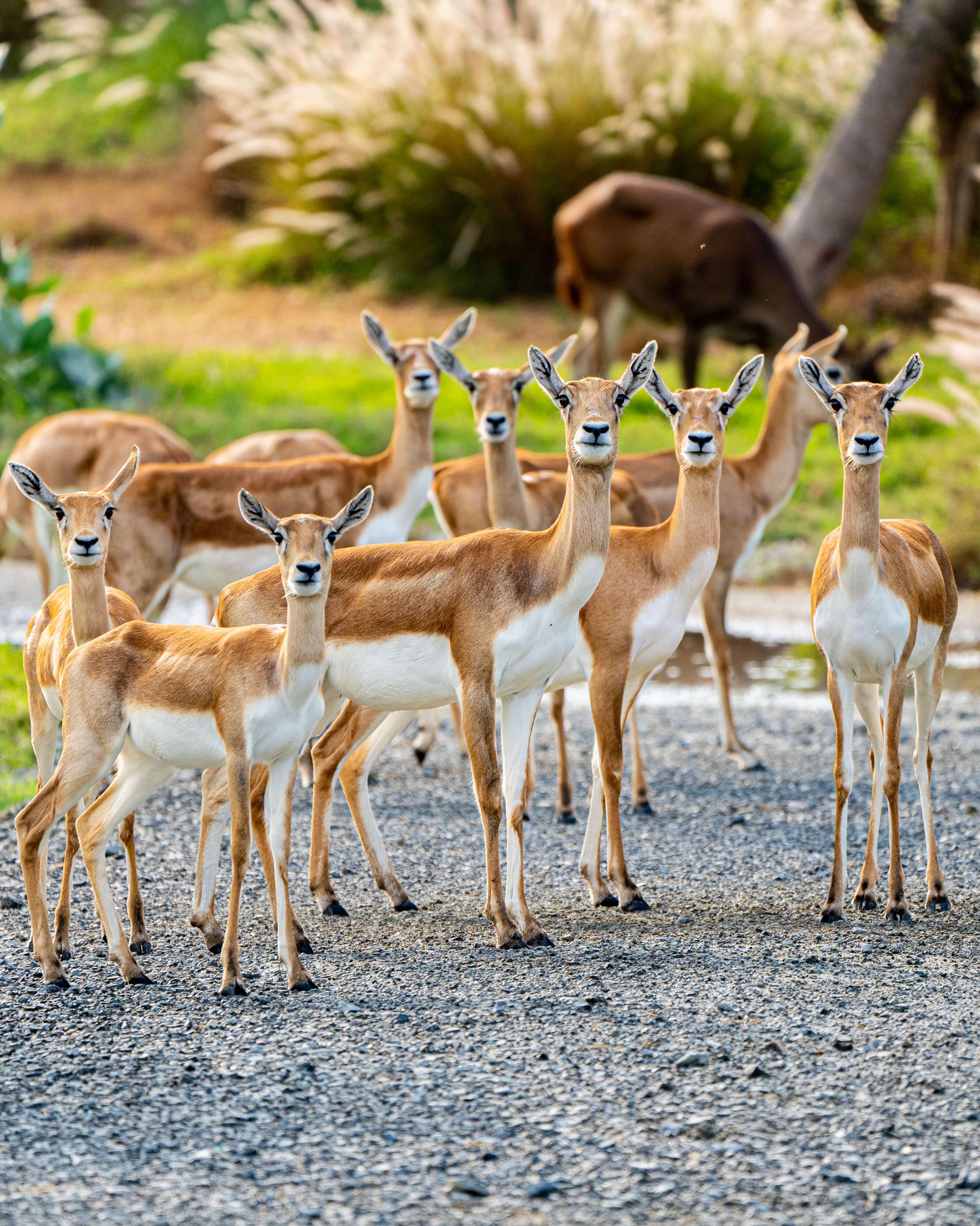 Zdjęcie nr 4 z galerii atrakcji Dubai Safari Park