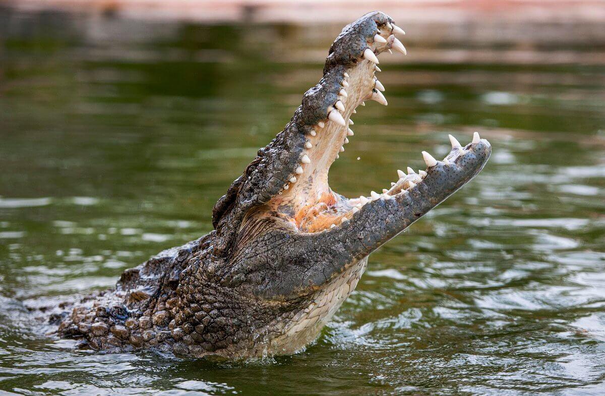 Zdjęcie nr 3 z galerii atrakcji Dubai Crocodile Park