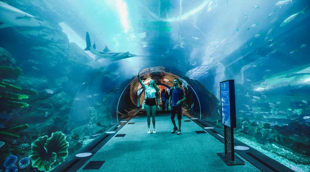 Zdjęcie pokazowe atrakcji - Akwarium & Zoo w Dubai Mall