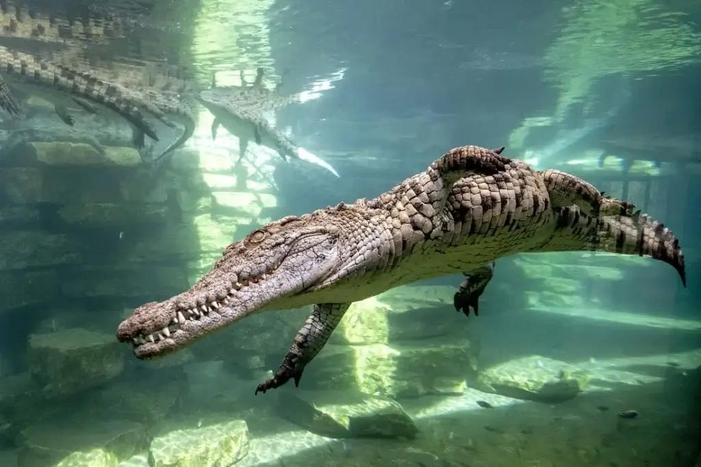 Zdjęcie pokazowe atrakcji - Dubai Crocodile Park